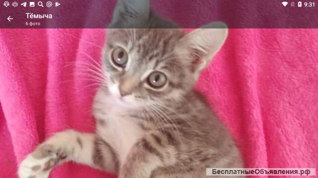 Котёнок британка крысоловка 2 месяца