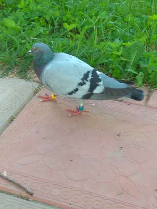 Голубь молодой с кольцами на лапках