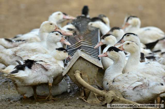 Утка фермерская оптом и в розницу