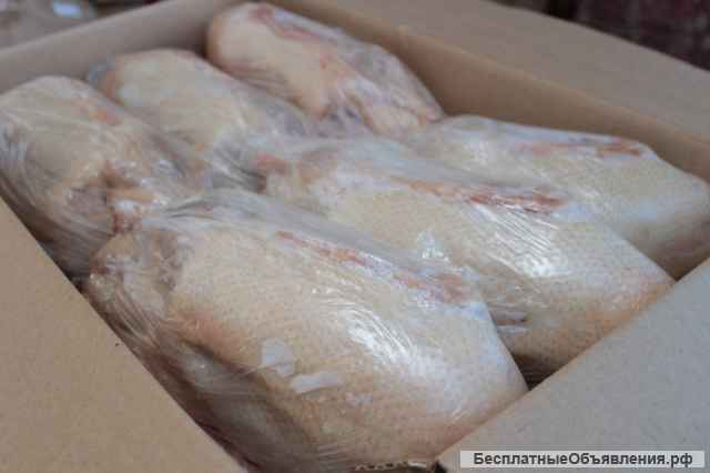 Утка фермерская оптом и в розницу