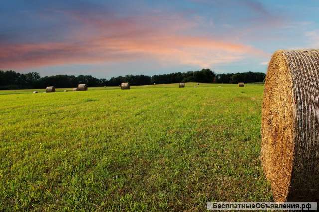 Сено урожая 2023г