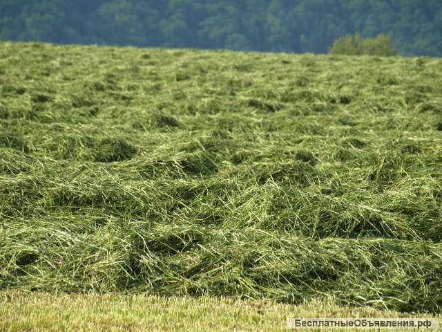 Сено урожая 2023г