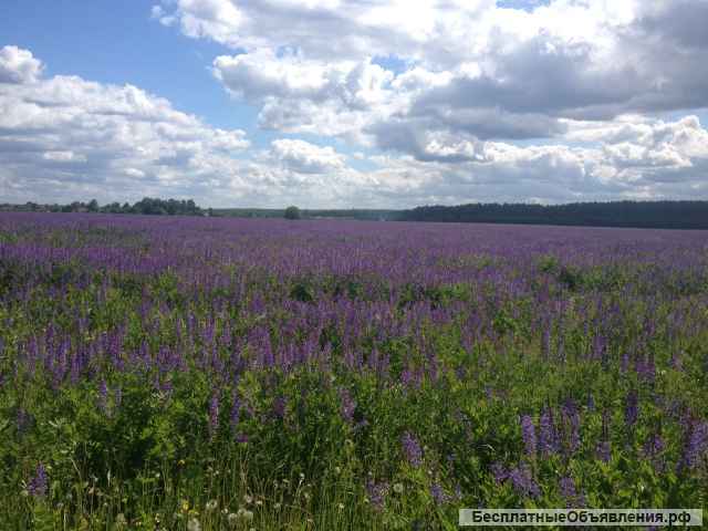 Сено урожая 2023г