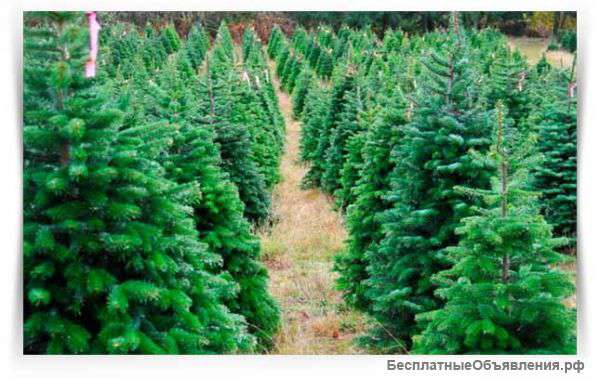 Живые новогодние елки оптом без посредников