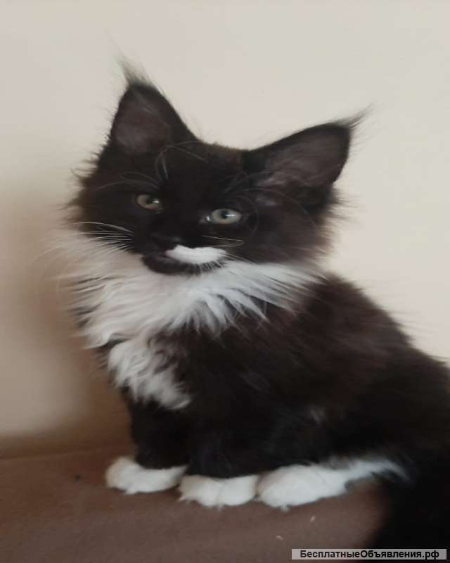 Котят Мейн кун