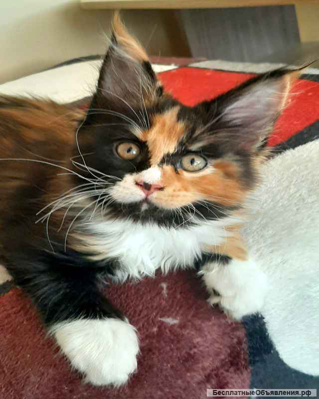 Котят Мейн кун
