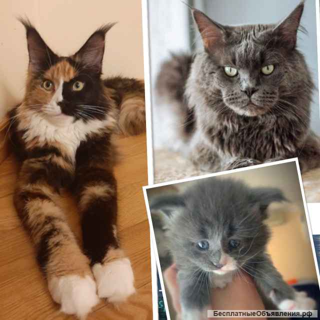 Котят Мейн кун