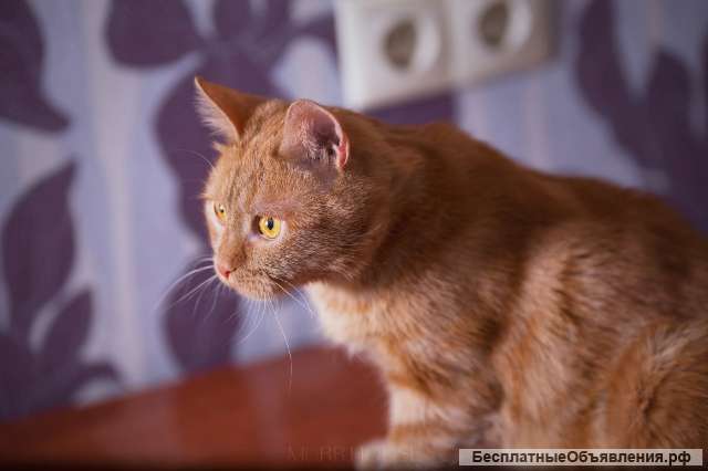 Коту Платону нужна семья