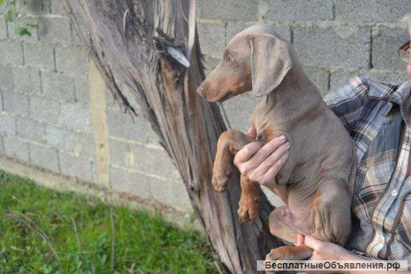 Энергичные щенки добермана