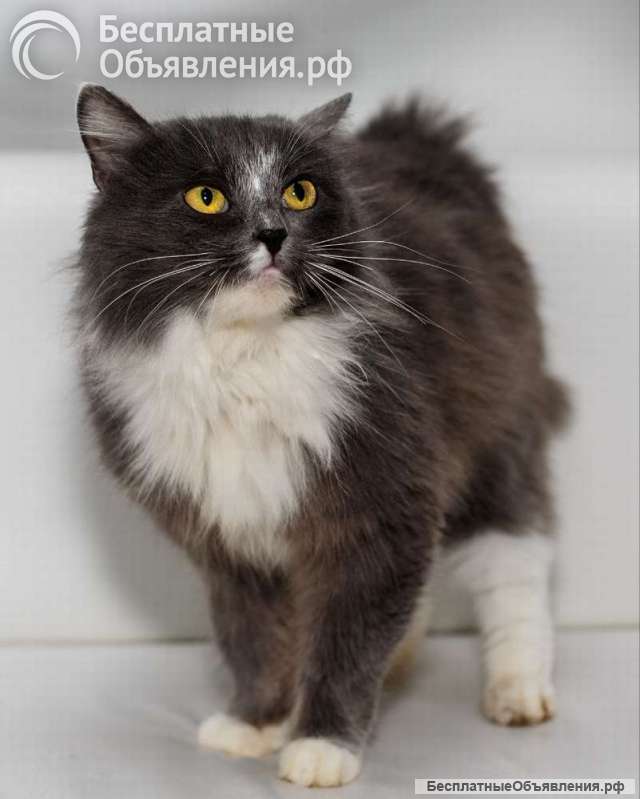 Роскошная красавица Зефирка в самые добрые руки