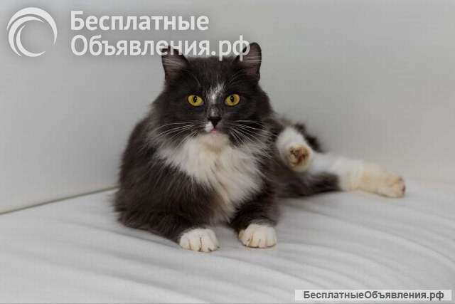 Роскошная красавица Зефирка в самые добрые руки