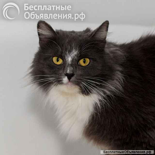 Роскошная красавица Зефирка в самые добрые руки