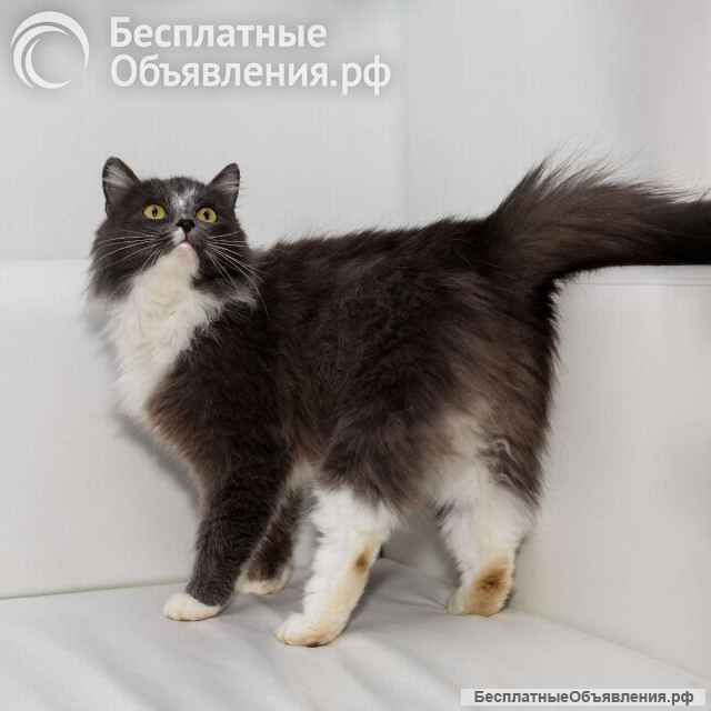 Роскошная красавица Зефирка в самые добрые руки