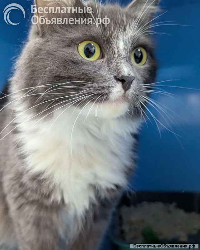 Роскошная красавица Зефирка в самые добрые руки