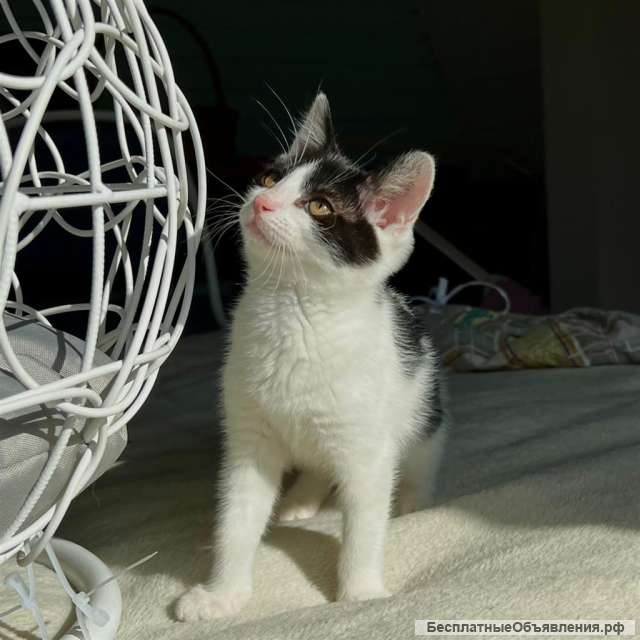 Прелестная крохотная котенок Милочка в добрые руки