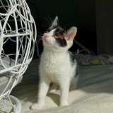 Прелестная крохотная котенок Милочка в добрые руки