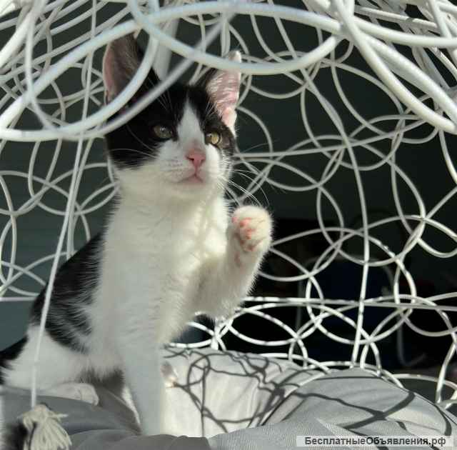 Прелестная крохотная котенок Милочка в добрые руки