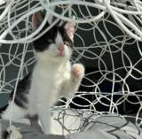 Прелестная крохотная котенок Милочка в добрые руки