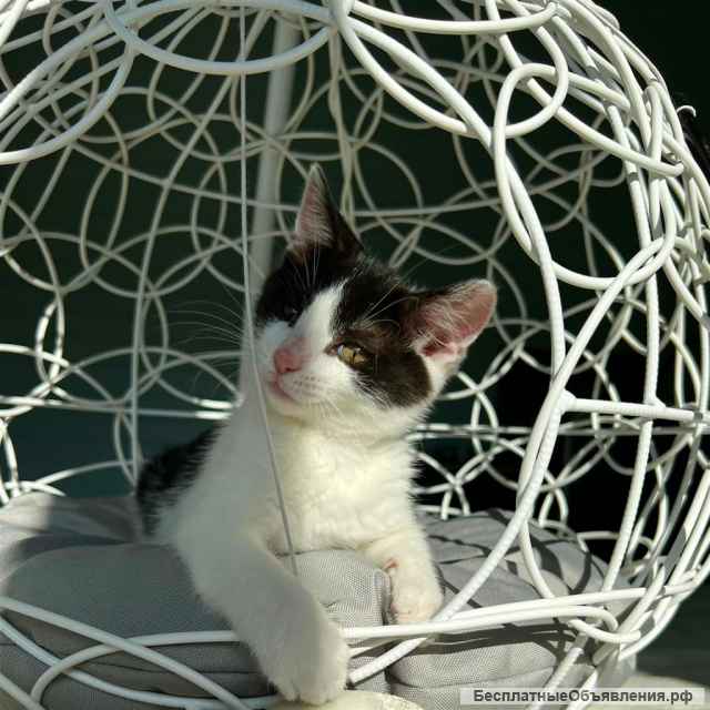 Прелестная крохотная котенок Милочка в добрые руки