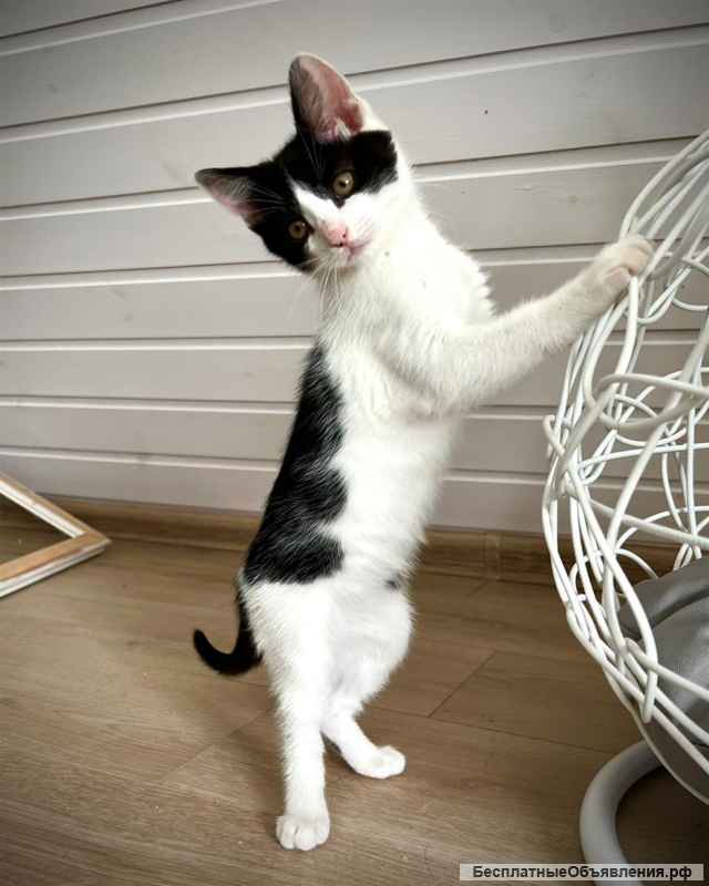 Прелестная крохотная котенок Милочка в добрые руки