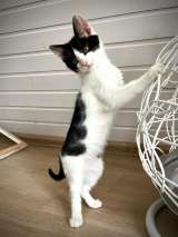 Прелестная крохотная котенок Милочка в добрые руки