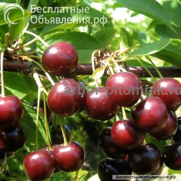 Плодовые деревья и плодовые крупномеры (большемеры) взрослые деревья из питомника