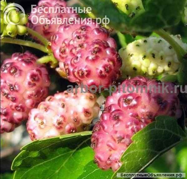 Плодовые деревья и плодовые крупномеры (большемеры) взрослые деревья из питомника