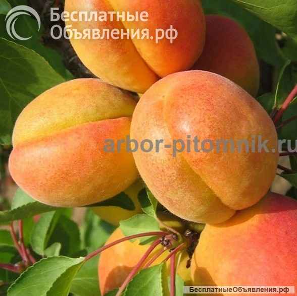 Плодовые деревья и плодовые крупномеры (большемеры) взрослые деревья из питомника