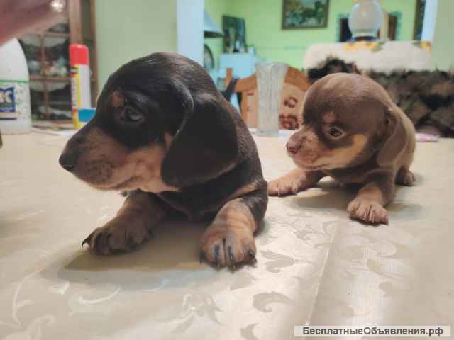 Щенки таксы