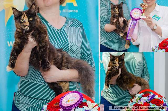 Мейн-кун Котенок-Чемпион, кошка 7 мес