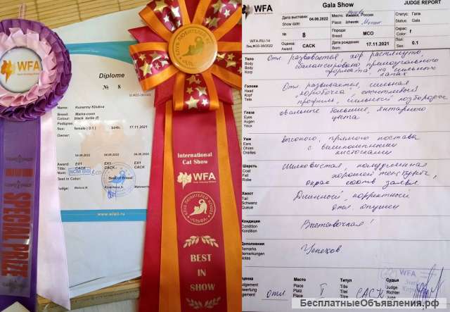 Мейн-кун Котенок-Чемпион, кошка 7 мес