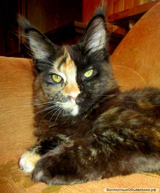 Мейн-кун Котенок-Чемпион, кошка 7 мес