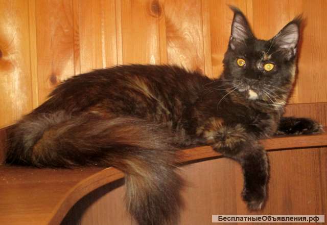 Роскошная черепаховая кошка от Чемпионов 7 мес из питомника WFA