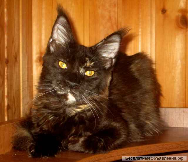 Роскошная черепаховая кошка от Чемпионов 7 мес из питомника WFA