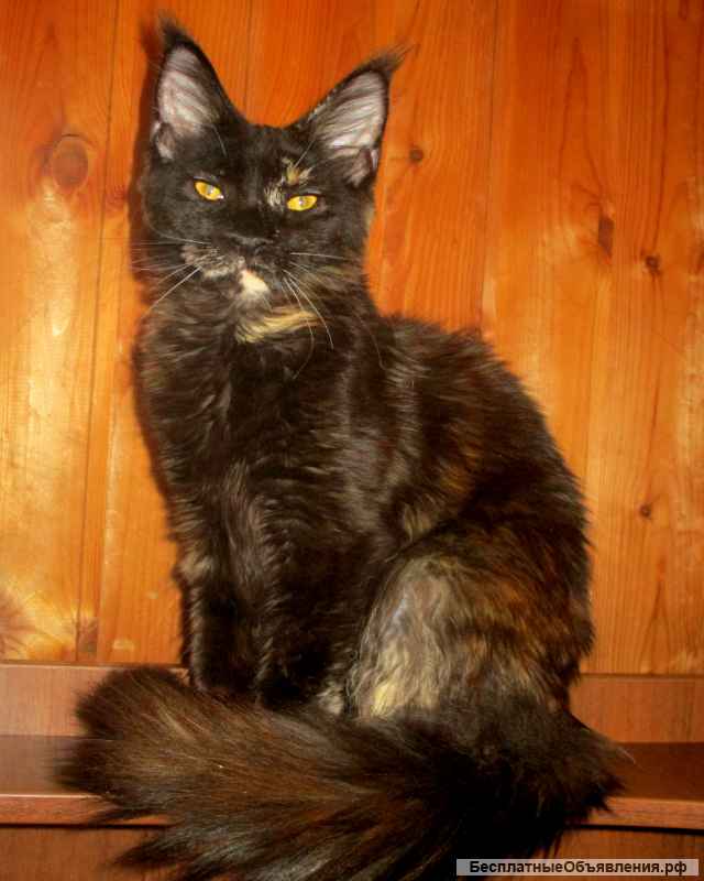 Роскошная черепаховая кошка от Чемпионов 7 мес из питомника WFA