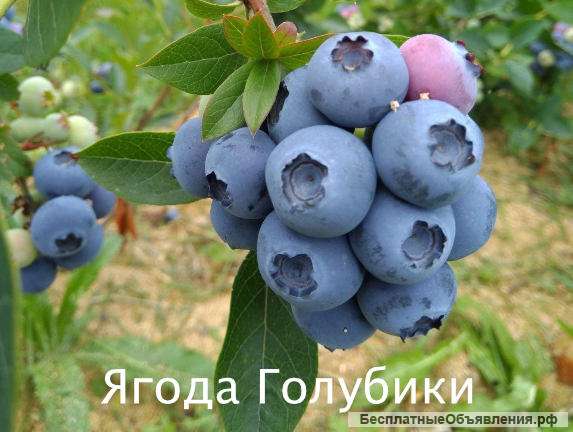 Ягода голубики садовой