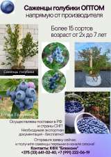 Ягода голубики садовой