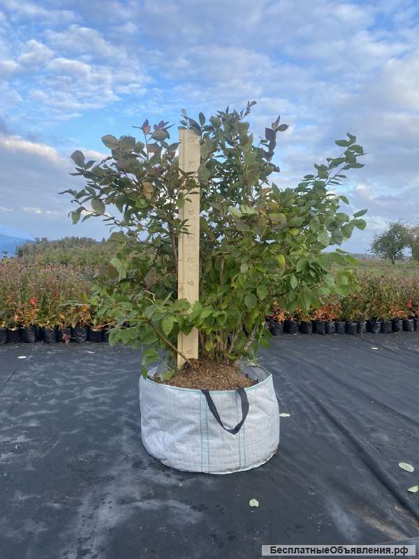 Саженцы голубики с доставкой в РФ