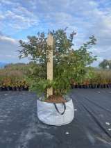 Саженцы голубики с доставкой в РФ