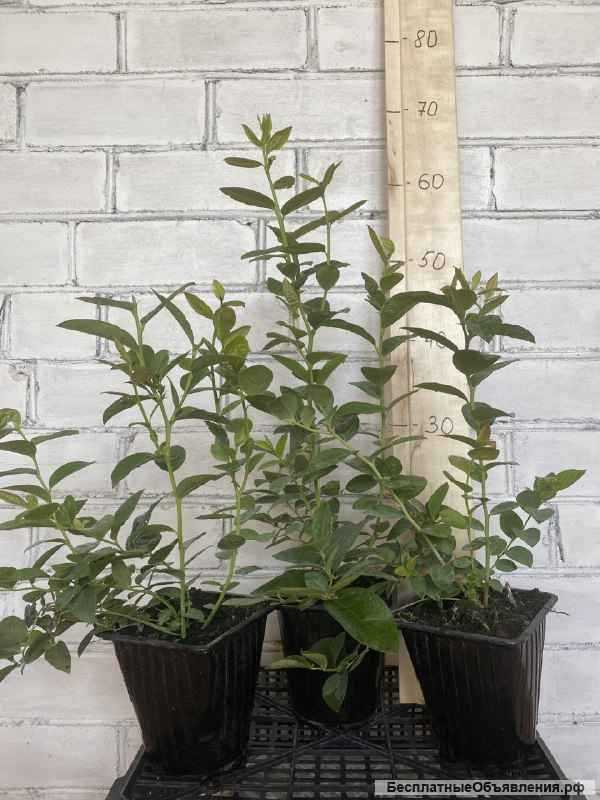 Саженцы голубики с доставкой в РФ