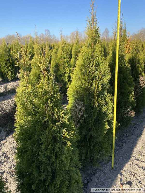 Саженцы голубики с доставкой в РФ