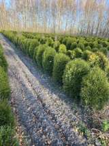 Саженцы голубики с доставкой в РФ