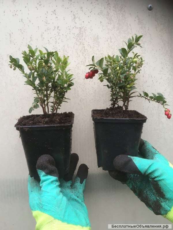 Клюква саженцы с доставкой в РФ