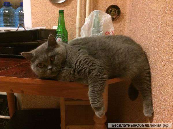 Британская кошка