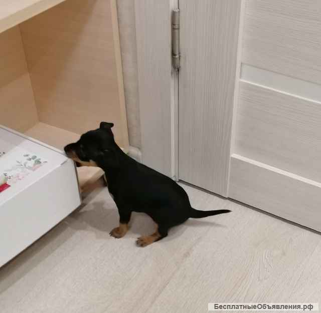 Девочка мини той терьер