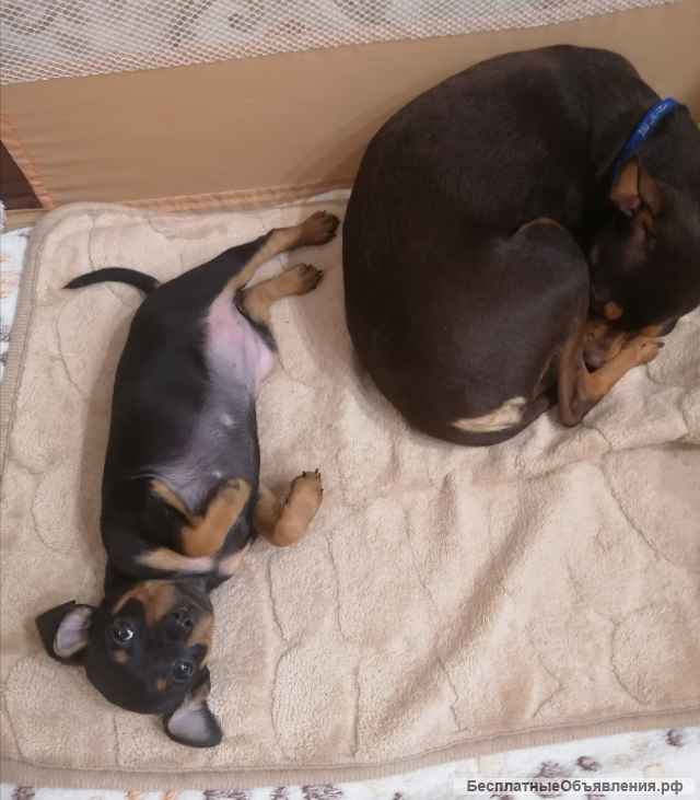 Девочка мини той терьер