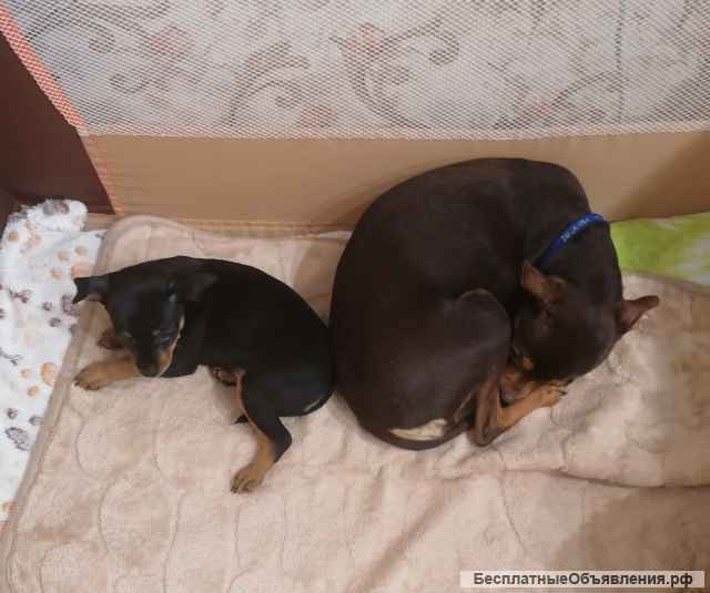 Девочка мини той терьер