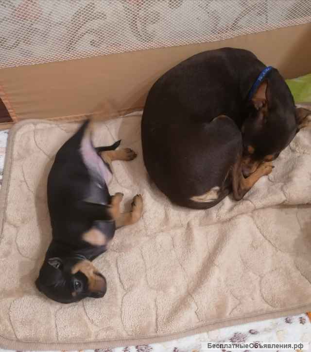 Девочка мини той терьер