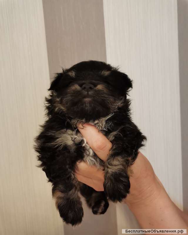 Щенки померанские шпицы
