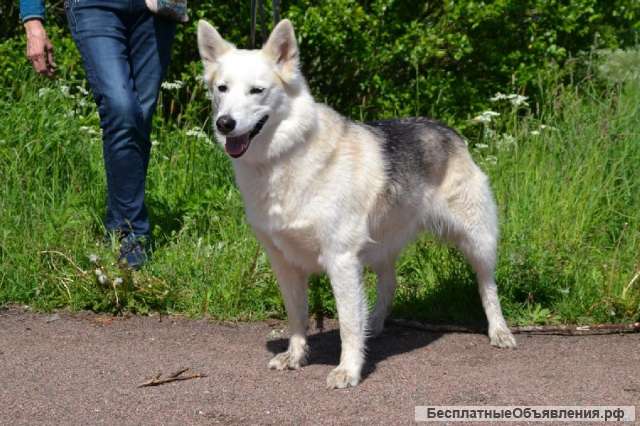 Замечательная лаечка Люся ищет дом